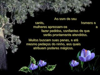 Ao som de seu
     canto,                         homens e
    mulheres apressam-se                     a
         fazer pedidos, confiantes de que
           serão prontamente atendidos.
 Muitos buscam suas penas, e até
mesmo pedaços do ninho, aos quais
   atribuem poderes mágicos.
 