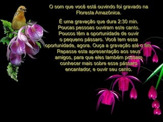 O som que você está ouvindo foi gravado na
           Floresta Amazônica.
      É uma gravação que dura 2:30 min.
      Poucas pessoas ouviram este canto.
      Poucos têm a oportunidade de ouvir
      o pequeno pássaro. Você tem essa
oportunidade, agora. Ouça a gravação até o fim.
     Repasse esta apresentação aos seus
    amigos, para que eles também possam
       conhecer mais sobre esse pássaro
         encantador, e ouvir seu canto.
 