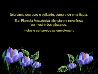 Seu canto soa puro e delicado, como o de uma flauta.
   E a Floresta Amazônica silencia em reverência
              ao mestre dos pássaros.
         Índios e sertanejos se emocionam.
 