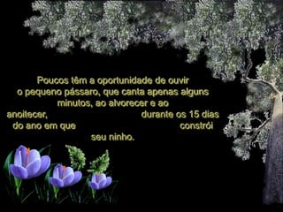 Poucos têm a oportunidade de ouvir
  o pequeno pássaro, que canta apenas alguns
           minutos, ao alvorecer e ao
anoitecer,                    durante os 15 dias
 do ano em que                         constrói
                  seu ninho.
 