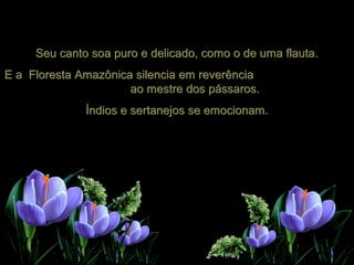 Seu canto soa puro e delicado, como o de uma flauta.Seu canto soa puro e delicado, como o de uma flauta.
E a Floresta Amazônica silencia em reverênciaE a Floresta Amazônica silencia em reverência
ao mestre dos pássaros.ao mestre dos pássaros.
Índios e sertanejos se emocionam.Índios e sertanejos se emocionam.
 