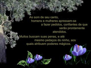 Ao som de seu canto,
       homens e mulheres apressam-se
             a fazer pedidos, confiantes de que
                           serão prontamente
                      atendidos.
Muitos buscam suas penas, e até
           mesmo pedaços do ninho, aos
     quais atribuem poderes mágicos.
 