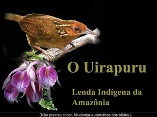 O Uirapuru
                  Lenda Indígena da
                  Amazônia
(Não precisa clicar. Mudança automática dos slides.)
 