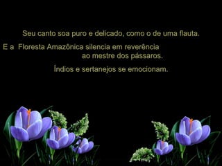 Seu canto soa puro e delicado, como o de uma flauta. E a  Floresta Amazônica silencia em reverência  ao mestre dos pássaros. Índios e sertanejos se emocionam. 