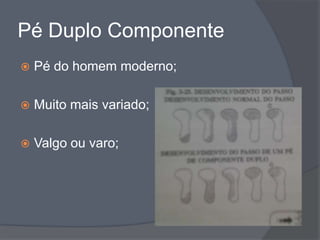 Pé Duplo Componente
   Pé do homem moderno;

   Muito mais variado;

   Valgo ou varo;
 