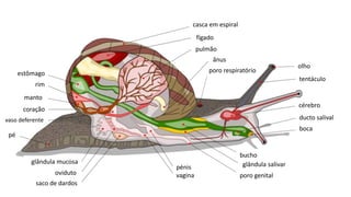 estômago
rim
manto
coração
vaso deferente
pé
casca em espiral
fígado
pulmão
ânus
poro respiratório
tentáculo
cérebro
olho
ducto salival
boca
bucho
glândula salivar
poro genital
pénis
vagina
glândula mucosa
oviduto
saco de dardos
