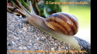 O caracol