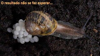 O caracol