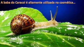 O caracol