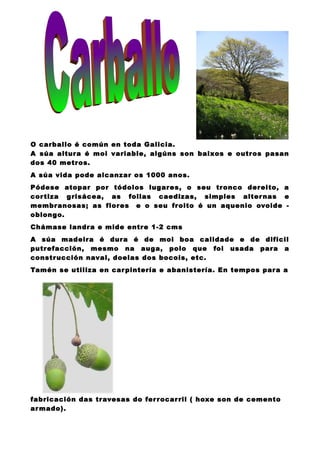 O carballo é común en toda Galicia.
A súa altura é moi variable, algúns son baixos e outros pasan
dos 40 metros.
A súa vida pode alcanzar os 1000 anos.
Pódese atopar por tódolos lugares, o seu tronco dereito, a
cor tiza grisácea, as follas caedizas, simples alter nas e
membranosas; as flores e o seu froito é un aquenio ovoide -
oblongo.
Chámase landra e mide entre 1-2 cms
A súa madeira é dura é de moi boa calidade e de dificil
putrefacción, mesmo na auga, polo que foi usada para a
constr ucción naval, doelas dos bocois, etc.
Tamén se utiliza en car pintería e abanistería. En tempos para a




fabricación das travesas do fer rocar ril ( hoxe son de cemento
ar mado).
 