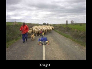 Ovejas  