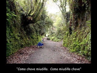 “ Como chove miudiño.  Como miudiño chove” 
