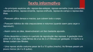 Texto informativo
- As principais espécies são: raposa-das-estepes, raposa-vermelha (mais conhecida),
raposa-do-ártico, raposa-cinzenta, raposa-orelhuda, raposa-do-campo e raposa-das-
ilhas.
- Possuem pêlos densos e macios, que cobrem todo o corpo.
- Possuem hábitos de vida crepusculares e noturnos (quando saem para caçar e
reproduzir).
- Assim como os cães, desenvolveram um faro bastante apurado.
- Entre dezembro e março é o período de reprodução das raposas. A gestação dura
entre 51 e 53 dias. Cada fêmea dá a luz de 2 a 5 filhotes por gestação. O macho e a
fêmea cuidam dos filhotes.
- Uma raposa adulta costuma pesar de 6 a 10 quilos (macho). As fêmeas pesam um
pouco menos (de 4 a 8 quilos).
 