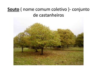 Souto ( nome comum coletivo )- conjunto
de castanheiros

 