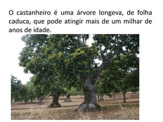 O castanheiro é uma árvore longeva, de folha
caduca, que pode atingir mais de um milhar de
anos de idade.

 