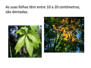 As suas folhas têm entre 10 a 20 centímetros,
são dentadas.

 