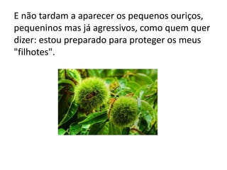 E não tardam a aparecer os pequenos ouriços,
pequeninos mas já agressivos, como quem quer
dizer: estou preparado para proteger os meus
"filhotes".

 