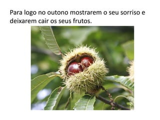 Para logo no outono mostrarem o seu sorriso e
deixarem cair os seus frutos.

 