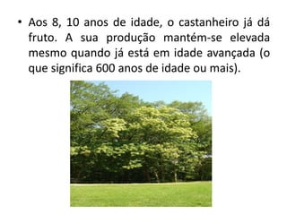 • Aos 8, 10 anos de idade, o castanheiro já dá
fruto. A sua produção mantém-se elevada
mesmo quando já está em idade avançada (o
que significa 600 anos de idade ou mais).

 
