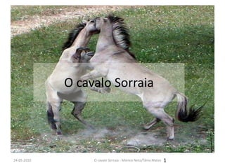 O cavalo Sorraia 12-12-2009 1 O cavalo Sorraia - Mónica Neto/Tânia Matos 