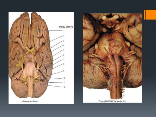Oculomotor Nerve