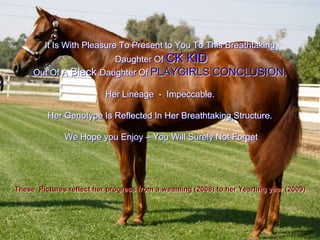 It Is With Pleasure To Present to You To This Breathtaking  Daughter Of CK KID Out Of A Black Daughter Of PLAYGIRLS CONCLUSION. Her Lineage  -  Impeccable.  Her Genotype Is Reflected In Her Breathtaking Structure.  We Hope you Enjoy – You Will Surely Not Forget These  Pictures reflect her progress from a weanling (2008) to her Yearling year (2009) 