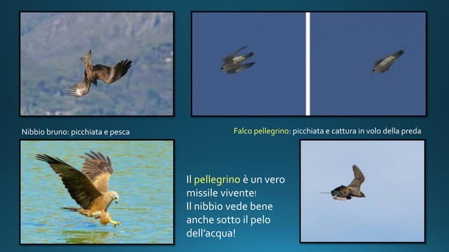 Pietra - Occhio di Falco - Della Rovere