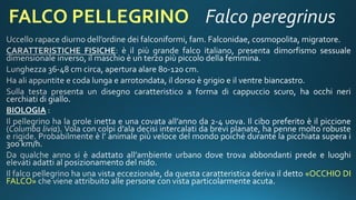Occhio di Falco levigato gigante - Vibrazioni Cristalline