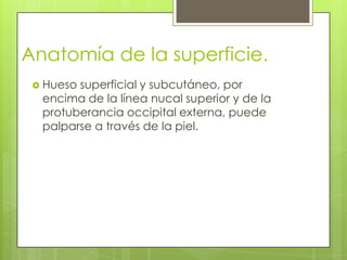 Anatomía de la superficie.
  Huesosuperficial y subcutáneo, por
  encima de la línea nucal superior y de la
  protuberancia occipital externa, puede
  palparse a través de la piel.
 