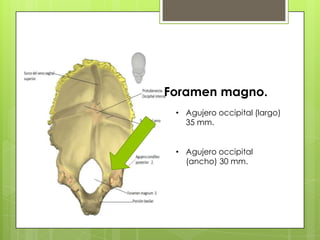 Foramen magno.
• Agujero occipital (largo)
35 mm.
• Agujero occipital
(ancho) 30 mm.
