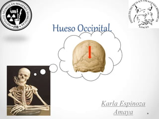 Hueso Occipital. 
Karla Espinoza 
Amaya 
 