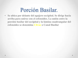 Porción Basilar. 
• Se ubica por delante del agujero occipital. Se dirige hacia 
arriba para unirse con el esfenoides. La unión entre la 
porción basilar del occipital y la lámina cuadrangular del 
esfenoides se denomina Clivus o Canal Basilar 
 