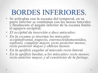 BORDES INFERIORES. 
• Se articulan con la escama del temporal, en su 
parte inferior se continúan con las masas laterales 
y finalmente el ángulo inferior de la escama limita 
el agujero occipital. 
• El occipital da inserción a doce músculos: 
• En la escama se insertan los músculos 
occipitofrontal, trapecio, esternocleidomastoideo, 
esplenio, complejo mayor, recto posterior menor, 
recto posterior mayor y oblicuo menor. 
• En la apófisis yugular al músculo recto lateral. 
• En la apófisis basilar, a los músculos: recto menor, 
recto anterior mayor, y al constrictor de la faringe. 
 
