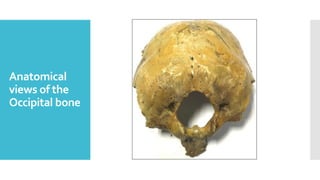 Anatomical
views of the
Occipital bone
 