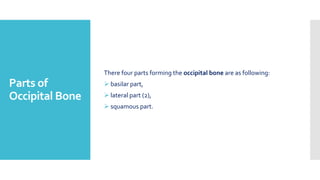 Parts of
Occipital Bone
There four parts forming the occipital bone are as following:
 basilar part,
 lateral part (2),
 squamous part.
 