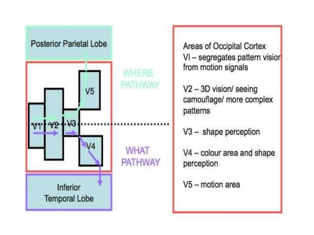 Occipital lobe | PPTX