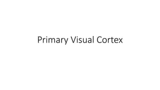 Primary Visual Cortex
 