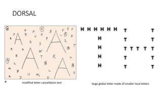 DORSAL
large global letter made of smaller local letters
modified letter cancellation test
 