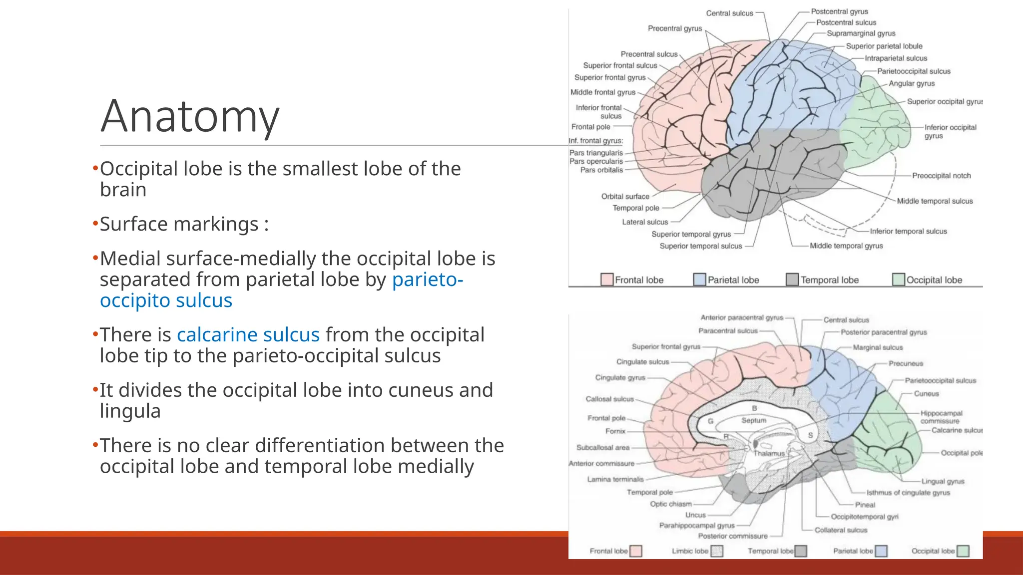 OCCIPITAL LOBE - ANATOMY AND FUNCTIONS.pptx