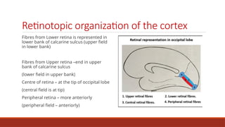 OCCIPITAL LOBE - ANATOMY AND FUNCTIONS.pptx