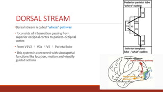 OCCIPITAL LOBE - ANATOMY AND FUNCTIONS.pptx