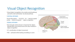 OCCIPITAL LOBE - ANATOMY AND FUNCTIONS.pptx