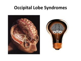 Occipital Lobe Syndromes
 