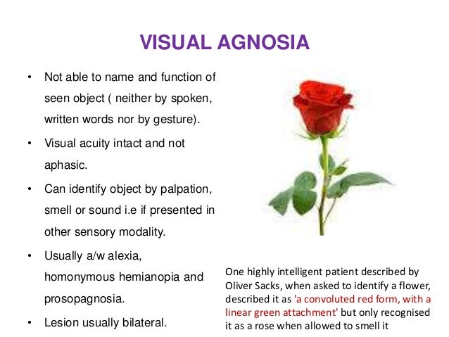 occipital lobe 2 syndromes nwnw ppt visual form agnosia