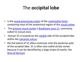 The occipital lobe
• is the visual processing center of the mammalian brain
containing most of the anatomical region of the visual cortex.
• The primary visual cortex is Brodmann area 17, commonly
called V1 (visual one).
• Human V1 is located on the medial side of the occipital lobe
within the calcarine sulcus;
• the full extent of V1 often continues onto the posterior pole
of the occipital lobe. V1 is often also called striate cortex
because it can be identified by a large stripe of myelin, the
Stria of Gennari.
 