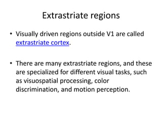 Extrastriate regions
• Visually driven regions outside V1 are called
extrastriate cortex.
• There are many extrastriate regions, and these
are specialized for different visual tasks, such
as visuospatial processing, color
discrimination, and motion perception.
 