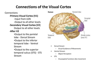 Connections of the Visual Cortex
Connections
-Primary Visual Cortex (V1)
-Input from LGN
-Output to all other levels
-Secondary Visual Cortex (V2)
Output to all other levels
-After V2
•Output to the parietal
lobe - Dorsal Stream
•Output to the inferior
temporal lobe - Ventral
Stream
•Output to the superior
temporal sulcus (STS) - STS
Stream
• Dorsal Stream
– Visual Guidance of Movements
• Ventral Stream
– Object Perception
• STS
– Visuospatial functions (bio movement
 