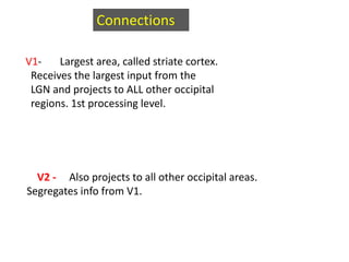 Connections
V1- Largest area, called striate cortex.
Receives the largest input from the
LGN and projects to ALL other occipital
regions. 1st processing level.
V2 - Also projects to all other occipital areas.
Segregates info from V1.
 