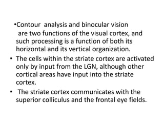 are two functions of the visual cortex, and
such processing is a function of both its
horizontal and its vertical organization.
• The cells within the striate cortex are activated
only by input from the LGN, although other
cortical areas have input into the striate
cortex.
• The striate cortex communicates with the
superior colliculus and the frontal eye fields.
•Contour analysis and binocular vision
 