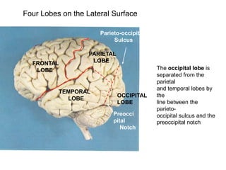 Four Lobes on the Lateral Surface
OCCIPITAL
LOBE
The occipital lobe is
separated from the
parietal
and temporal lobes by
the
line between the
parieto-
occipital sulcus and the
preoccipital notch
FRONTAL
LOBE
PARIETAL
LOBE
TEMPORAL
LOBE
Preocci
pital
Notch
Parieto-occipital
Sulcus
 